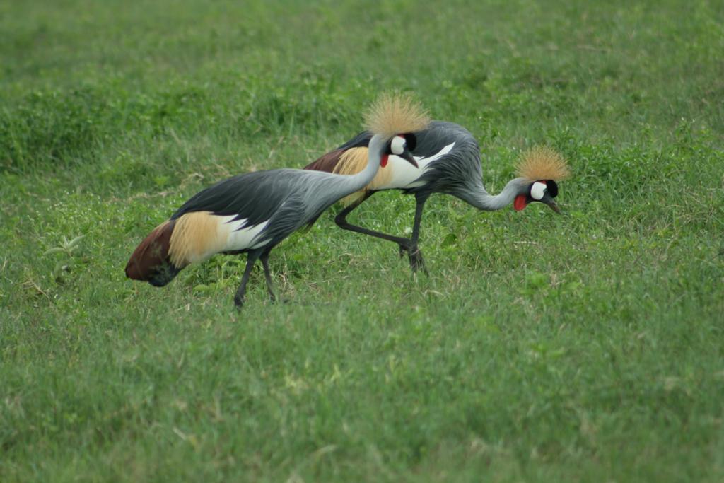 טיול מאורגן - ספארי טנזניה
