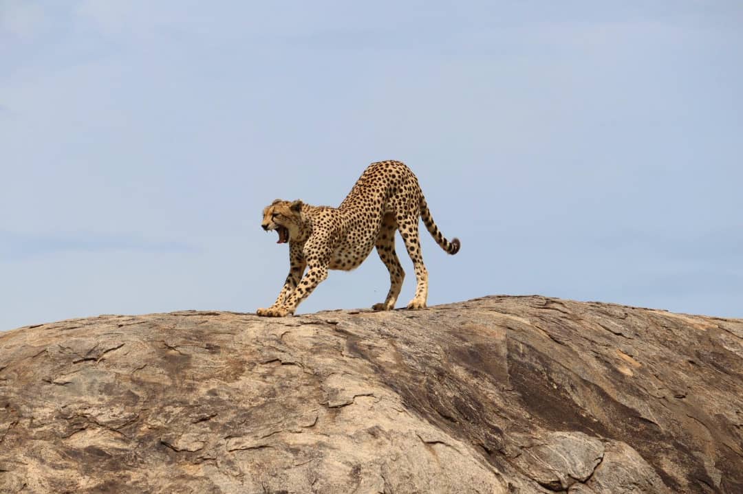 ספארי בטנזניה המלצות