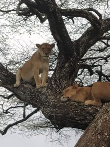 אריה בשמורת טבע בטנזניה