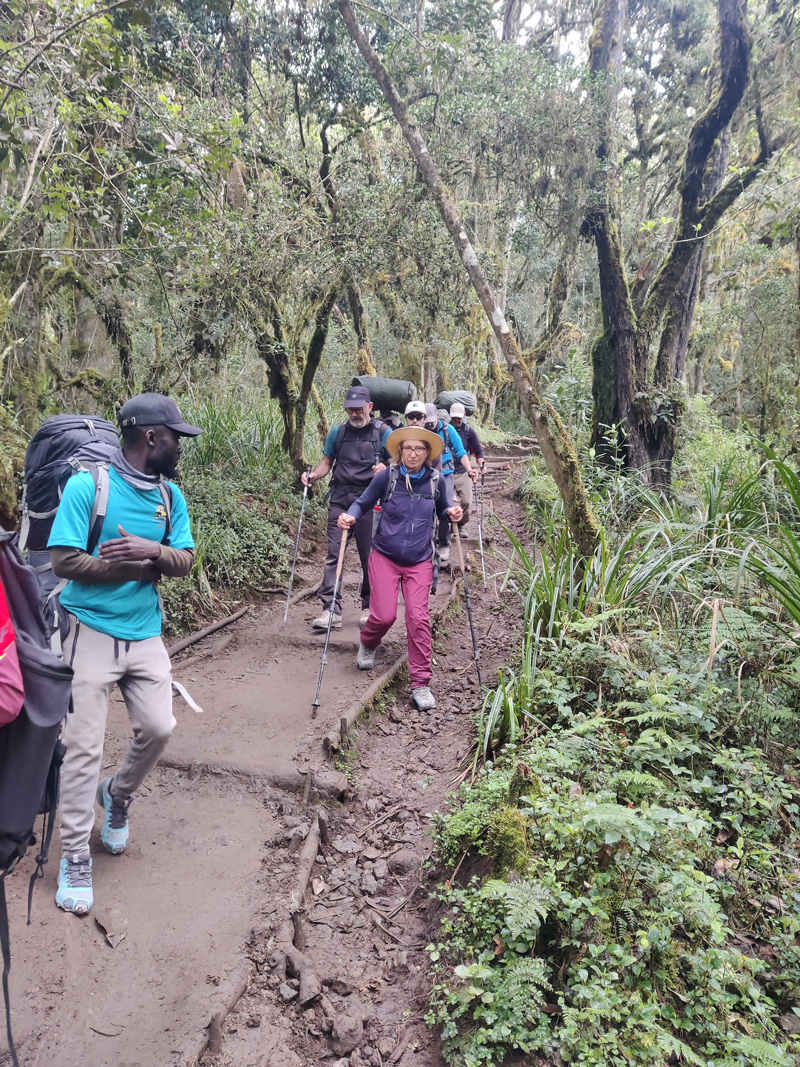 מטיילים ביער הגשם הירוק במהלך טיפוס על הקילימנג'רו